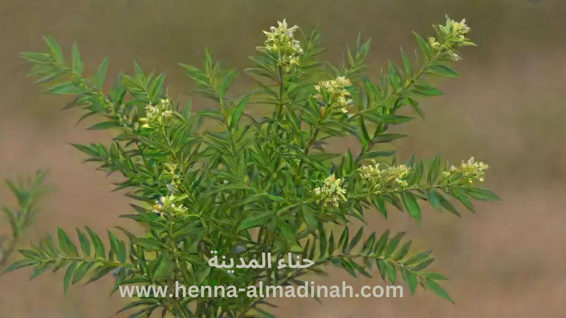 الوسمة لصبغ الشيب